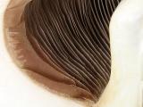 <b>Mushroom</b><br><i>by Anabela Gabriel-strm*</i>