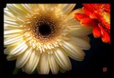 <B>Petals #2</B> <BR><BR> <i>by Dick Tsang</i>