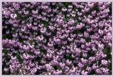 <B>Spring Heather</B><BR>*<FONT size=2>Ann Chaikin</FONT>