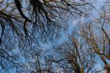 The Gap In Trees