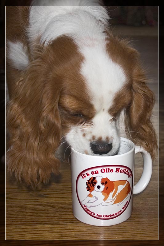 <b>Morning Cuppa</b> *