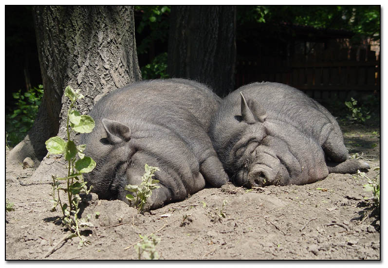 Sleeping Beauties *<br>Eighth Place (tie)