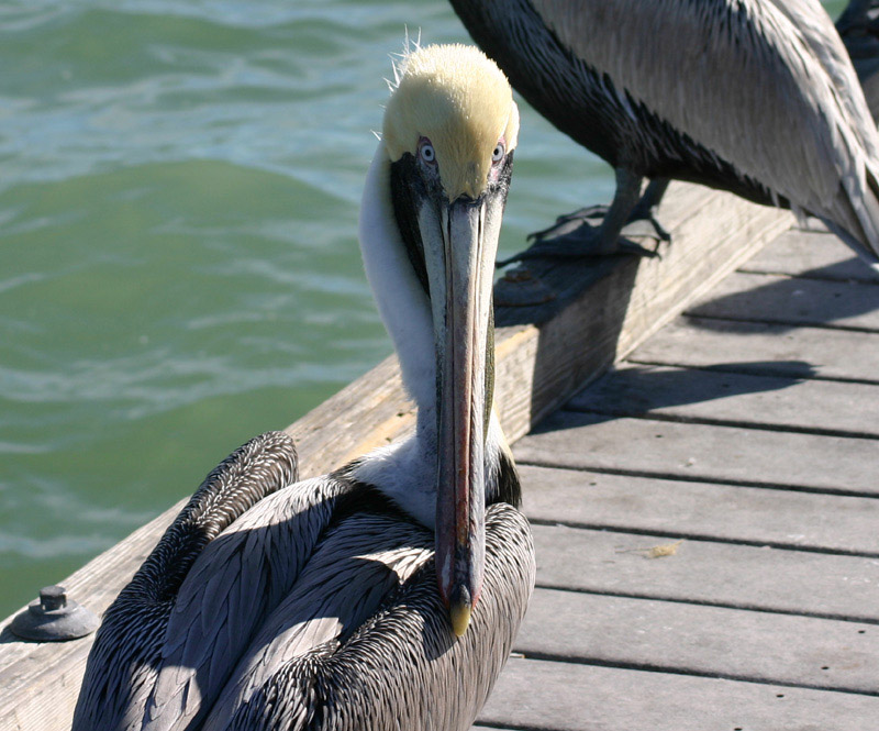 You lookin at me? *