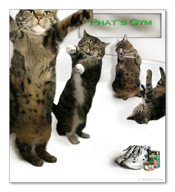  <b>Phat Cats at the Gym</b><br><i>by Roberta</i><br>Fourth Place