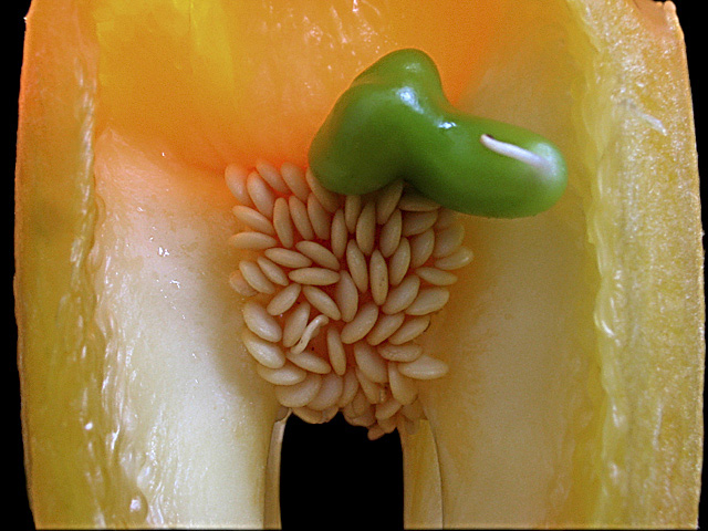 *<b>Anatomy of a bellpepper</b><BR> <i>by Anabela G. strm</i><br>Second Place