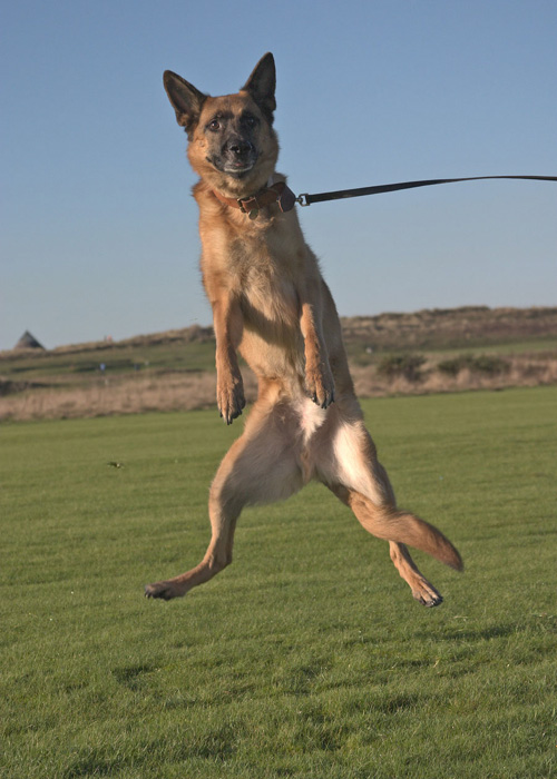 Nope..just a flying dog! * by Santro