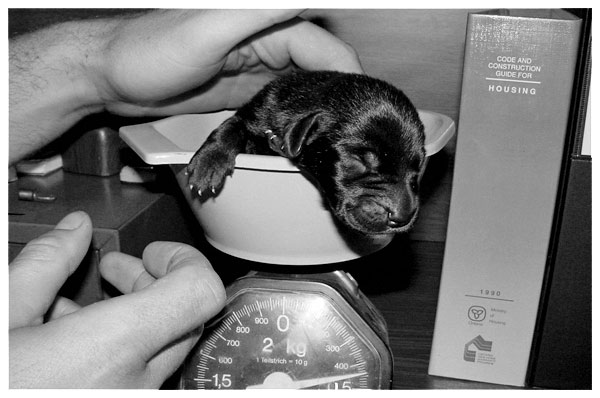 Ah Jeez...Not Another Diet! *