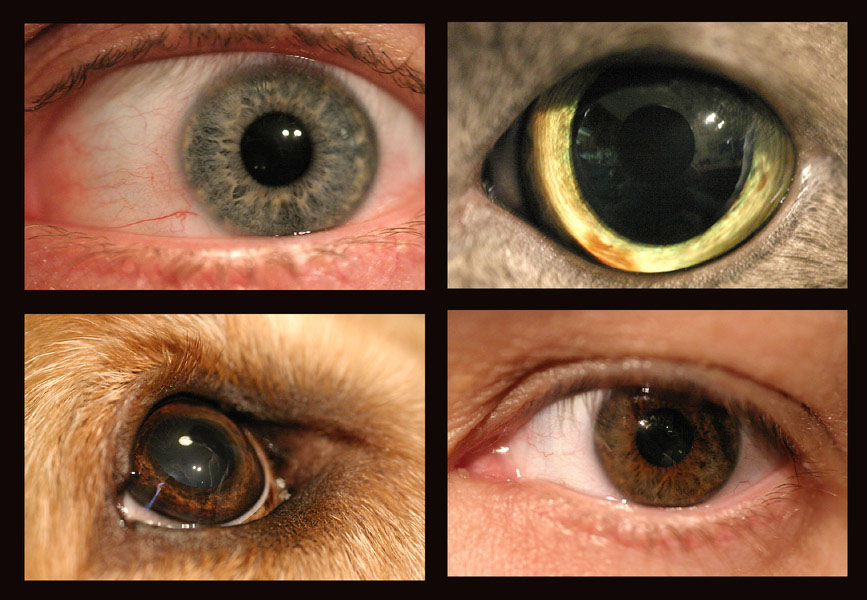 <strong>Hey!  Four eyes!</strong>