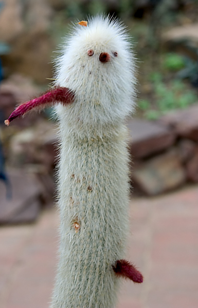 Naked Cactus*<br><i>by alekas</i>