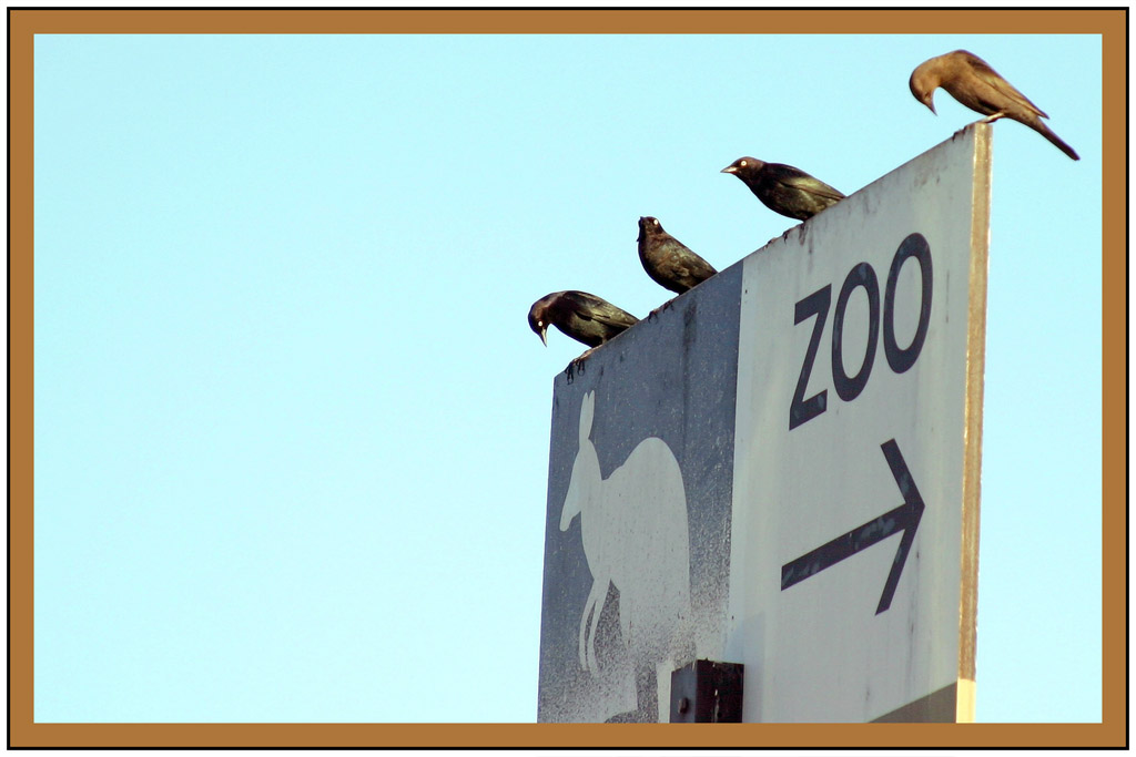 <B>Yep! Its this way to the kangaroo sex show *</B>