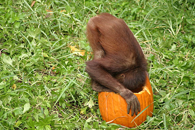 <b>I Just LOVE Halloween</b><br>by Markjay