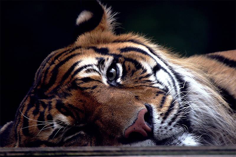 <b>Tiger Eye</b><br><font size =1>theblue