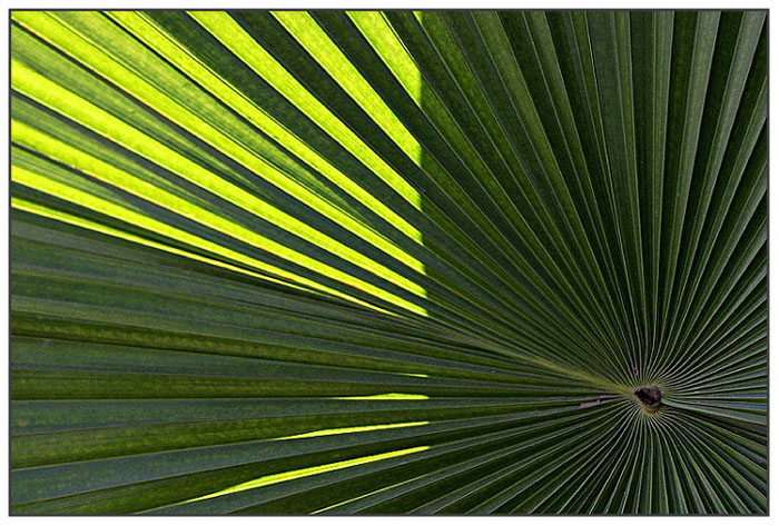 <B>Natural Patterns</B> <BR><BR> <i>by Vikas</i>