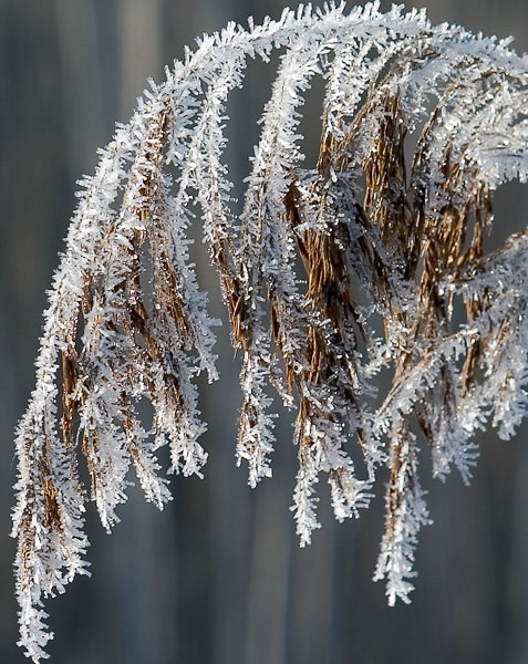Icy patterns*