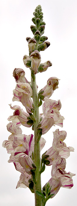 <b>Snapdragon Volunteer</b> *<br>by Victor Engel