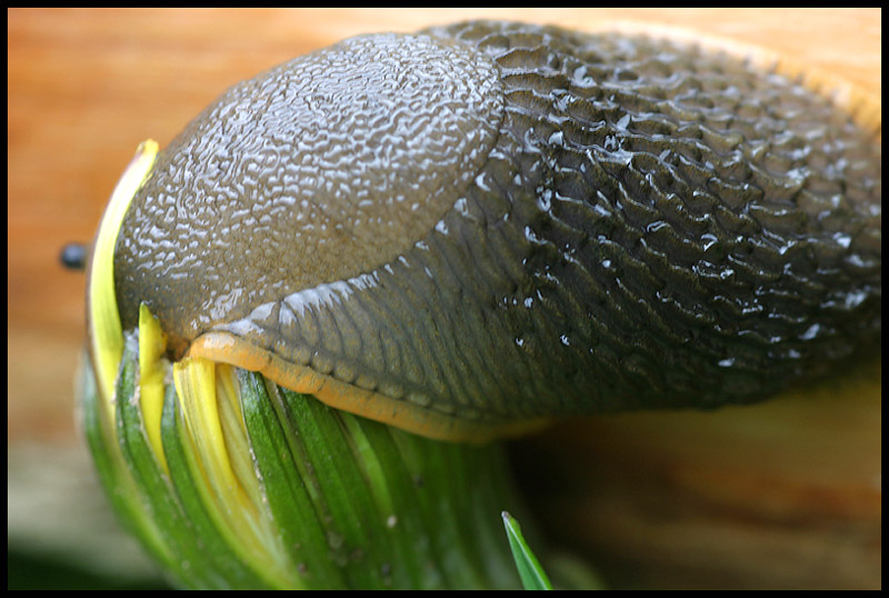 Slug boy *