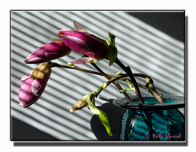Magnolia Shadows.jpg