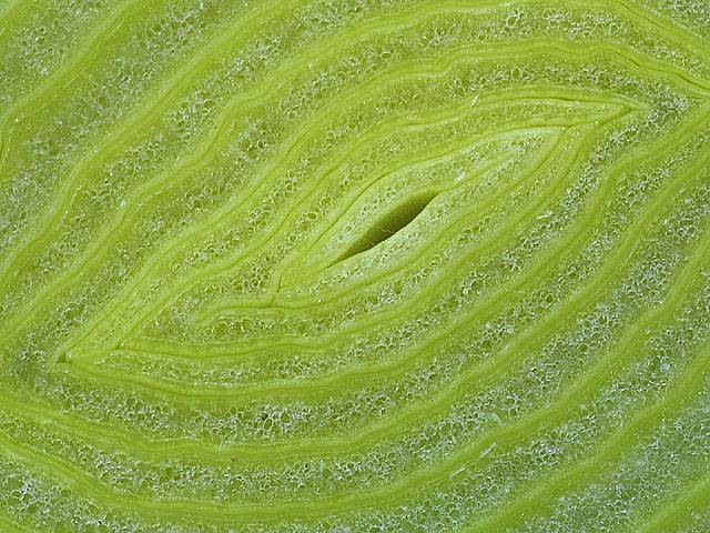 <b>A leek slice</b><br><i>by Anabela Gabriel-strm*</i>