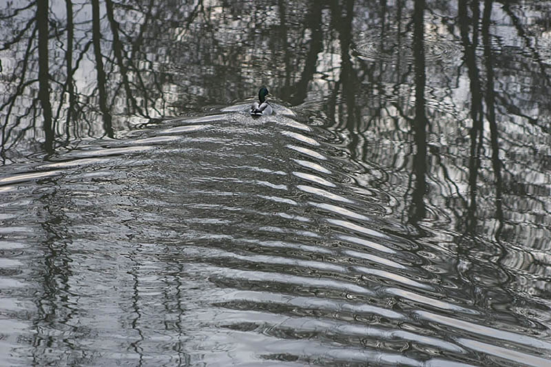 <b>Duck Patterns</b><br><i>podster*</i><br>