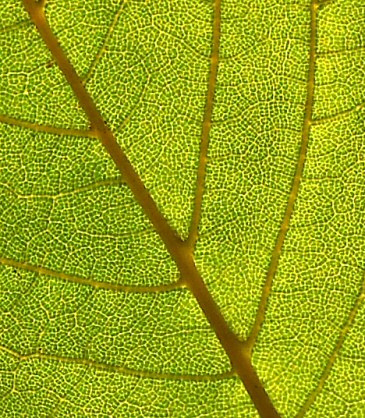 Inside nature