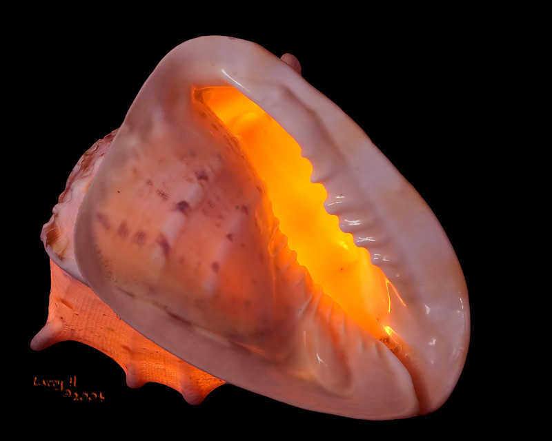 <B>Seashell</B>*<br><i>by Larry</i>