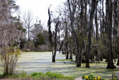 Magnolia Plantation 1