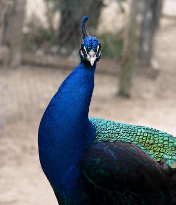 Magnolia Plantation 6