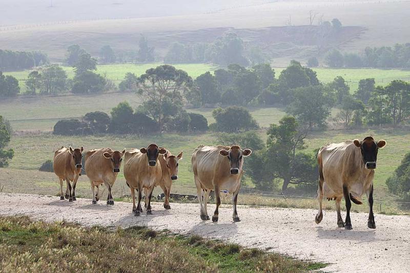 Favourite cows*<BR>First Place