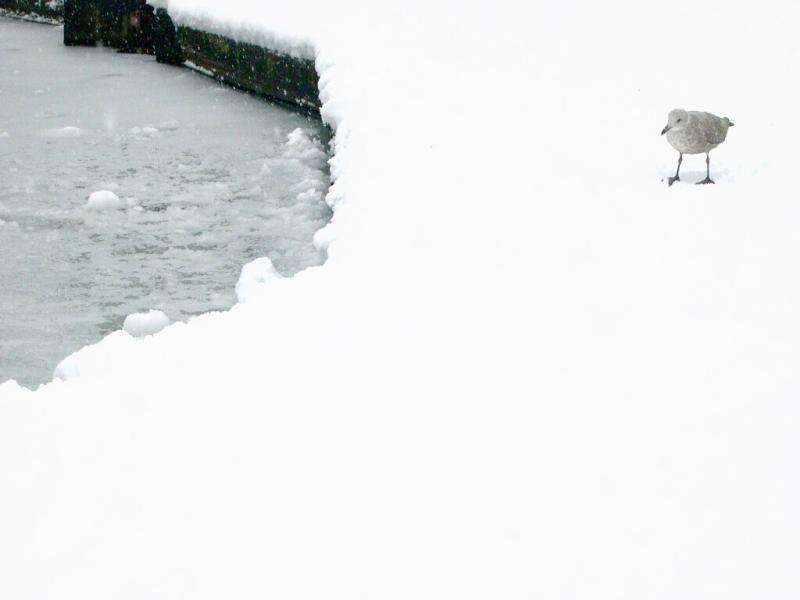 The snow walker *