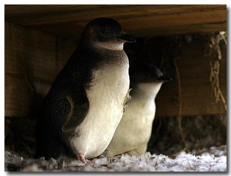 Under the Boardwalk (*)