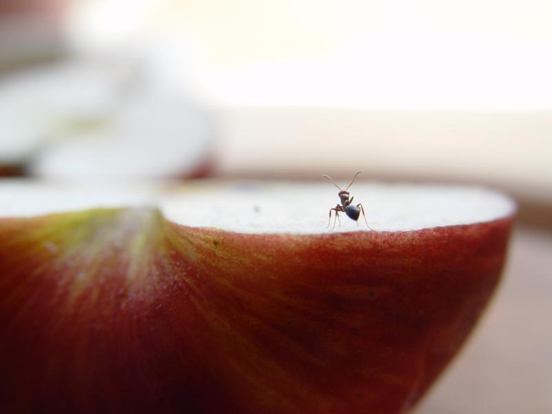 Ants dilemma    by Joe Bonello
