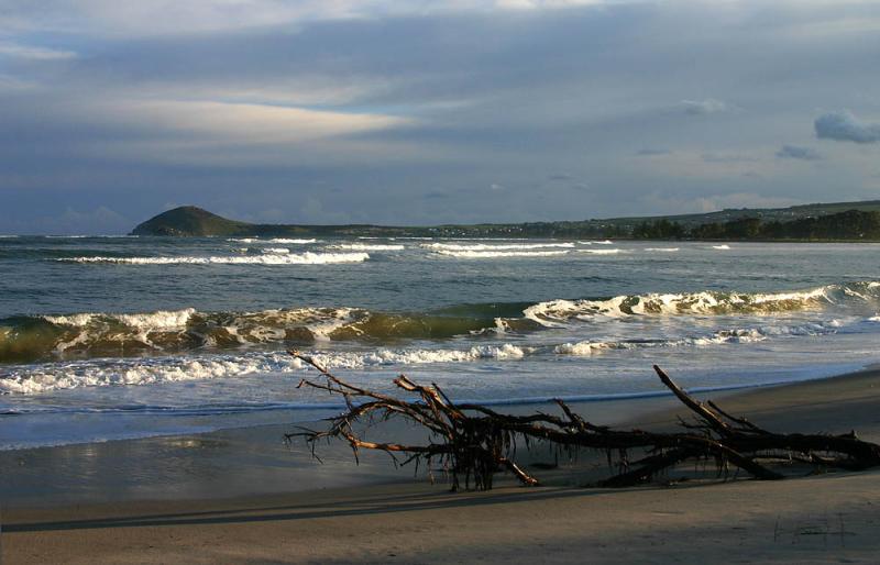 Driftwood  *