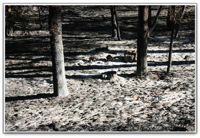 Wildfire Survivors *