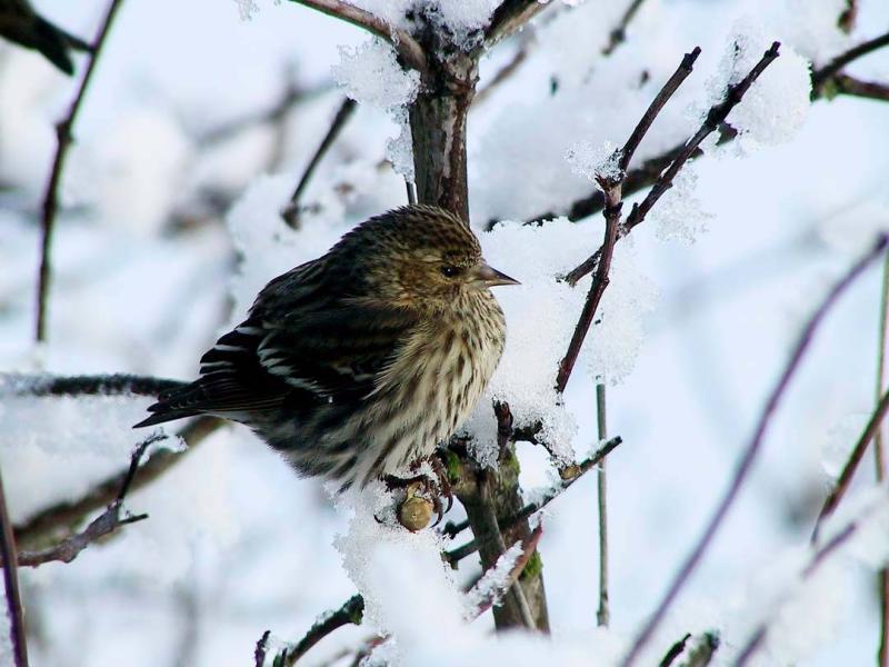 Winter Survival