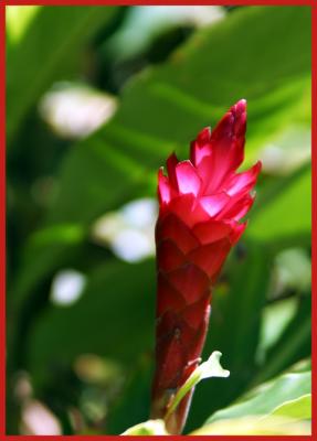 Hawaiian Red