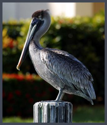 Marco Pelican