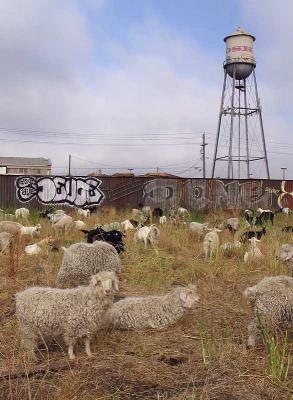 Junkyard Goats