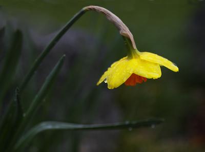 First Daffodil of Spring