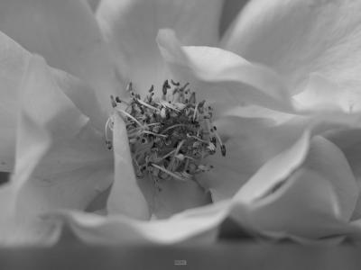 White Rose Bulb*