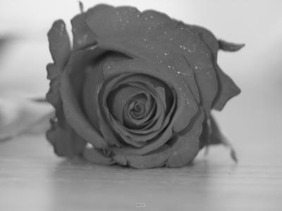 Black Rose*