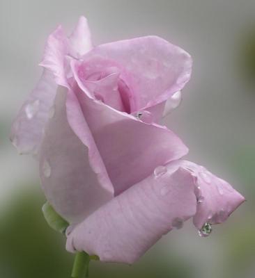 lavender rose (*)