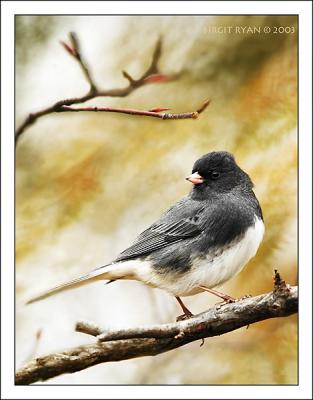 Dark-eyed Junco (male)