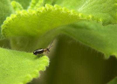 Buggy Oregano (*)