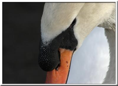 Tight Swan *