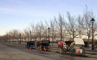horse drawn carriages (*)
