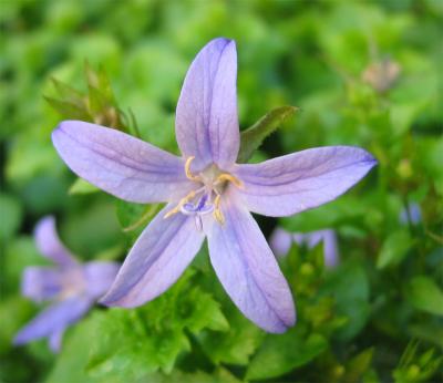 violet flower (*)