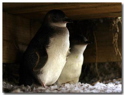 Under the Boardwalk (*)