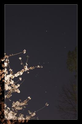 Orion and a Cherry Tree