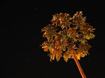 Papaya Trek (*)