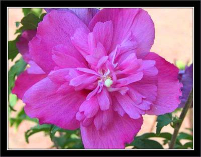 Purple beauty